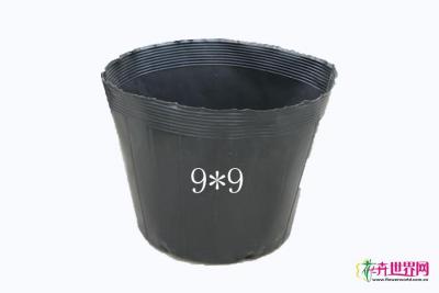 营养杯9*9
